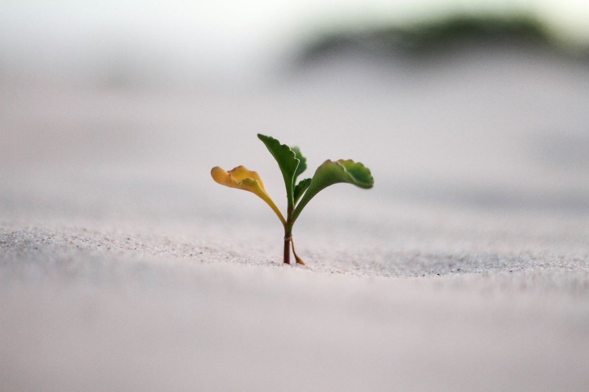 A seedling sprouting out of nothing